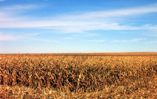 corn at harvest