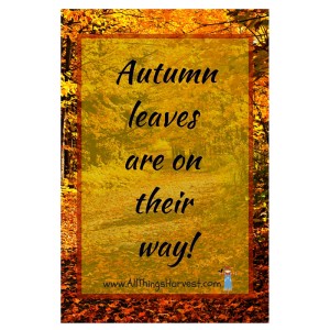 Autumn leaves are on their way!